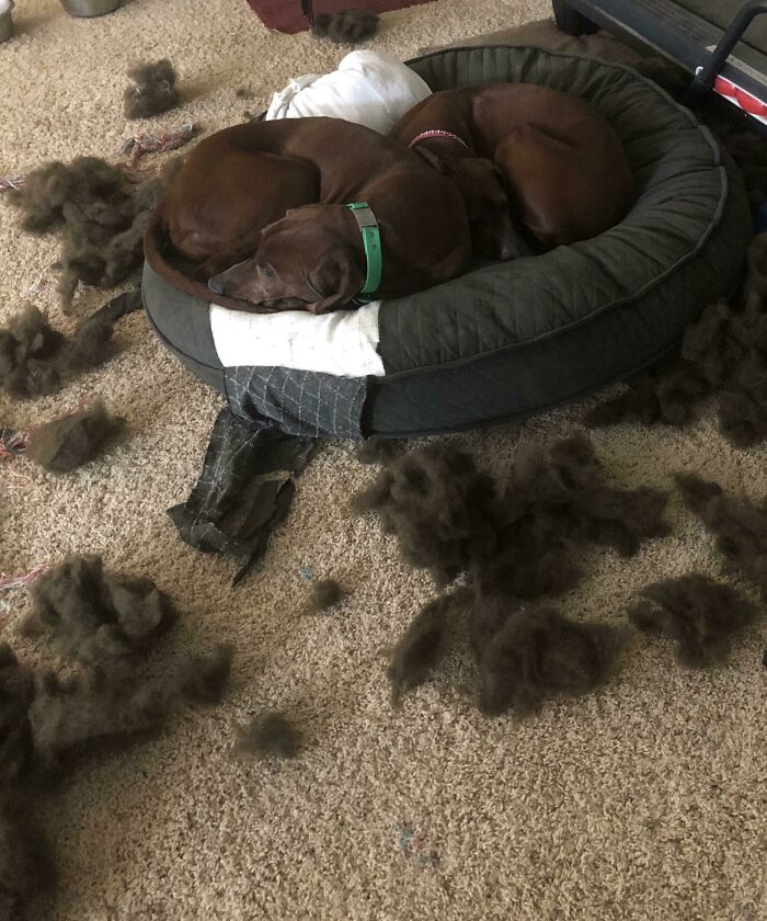 These Dummies Ate Their Bed And Then Fell Asleep In The Mess