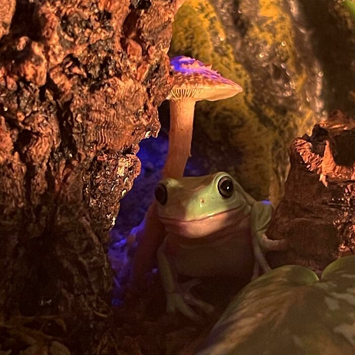 A Mushroom Sprouted In My Frog’s Bioactive And He Seems Awfully Happy About It