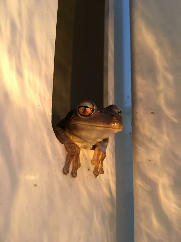 This Frog That Lives In My Fence