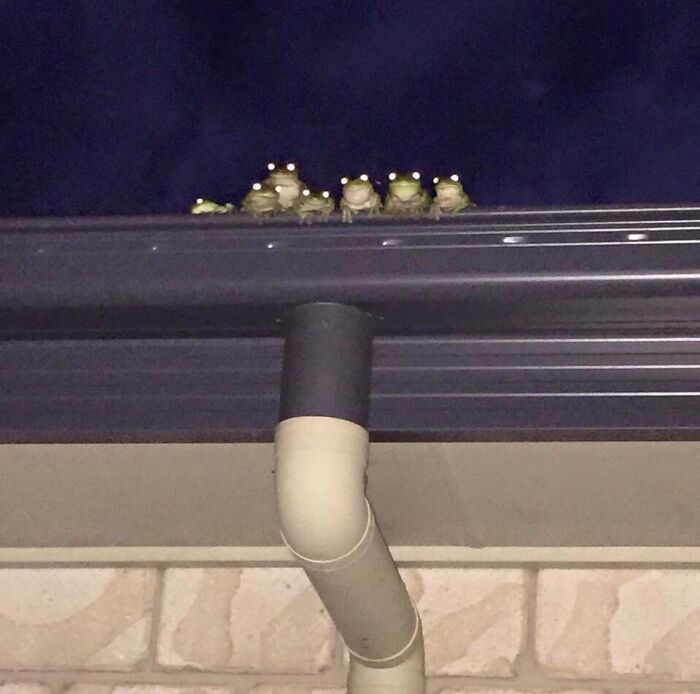 You Never Know When A Frog Family Is Watching You