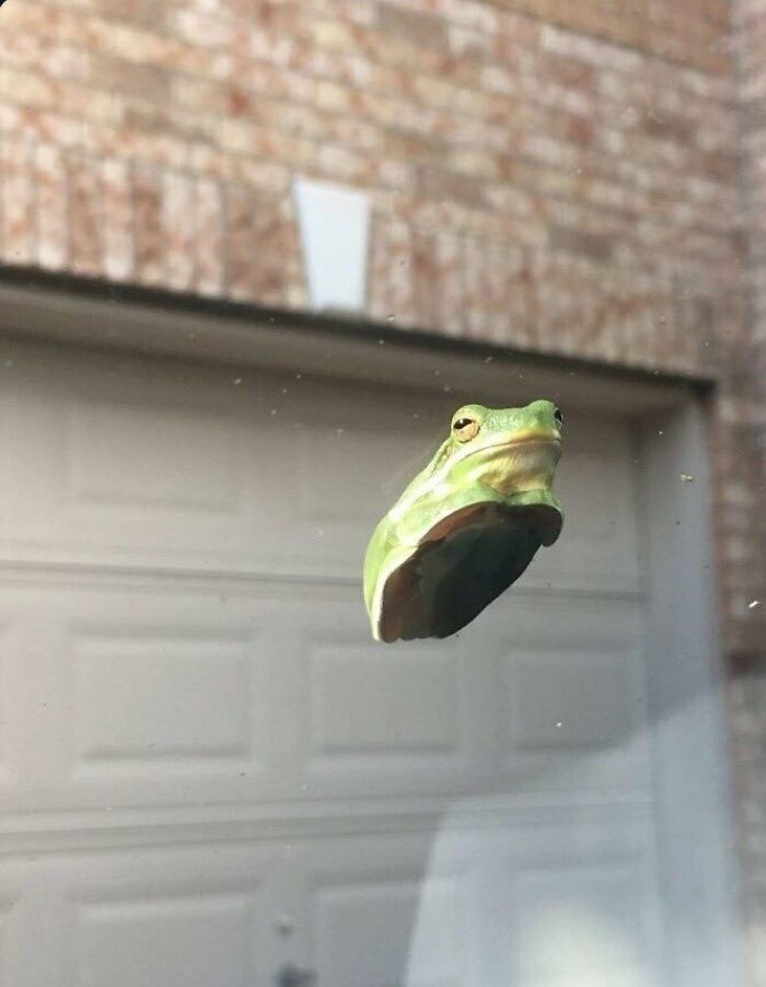 This Frog Sitting On A Windshield