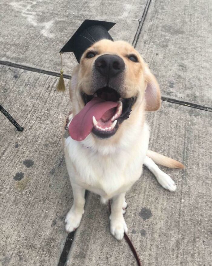 I Don’t Really Have Anyone To Share This With So I’ll Share It Here. My Little Ollie Graduated From Training Class Today And I Couldn’t Be More Proud Of This Very Good Boy