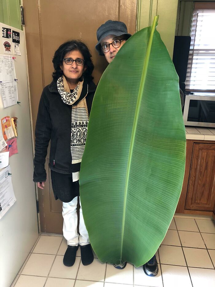 My Friend’s Dad Is Really Proud Of The Banana Tree He’s Been Growing. He’s 5’7 For Scale