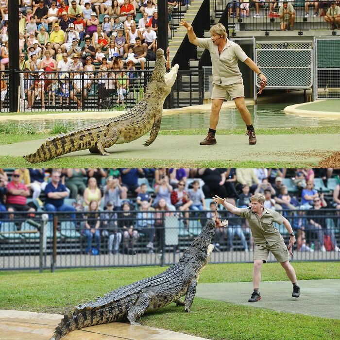 Steve And Robert Irwin Feeding The Same Crocodile 15 Years Apart
