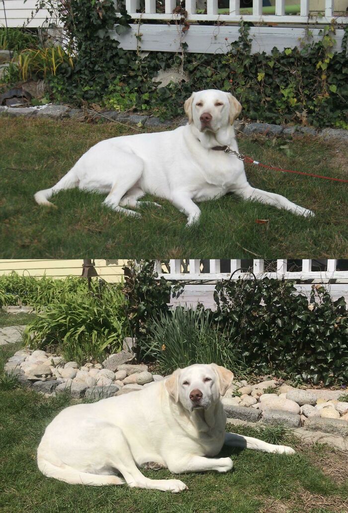 My Dog, In The Same Spot, At 1 Year Old And 11 Years Old.