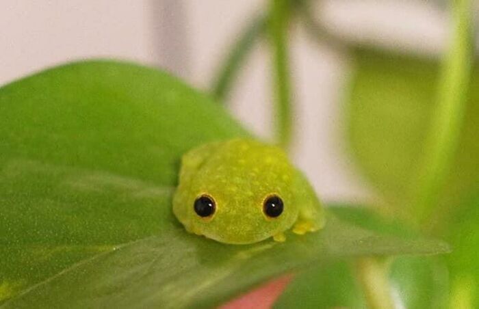 This Frog Is Too Cute For This World