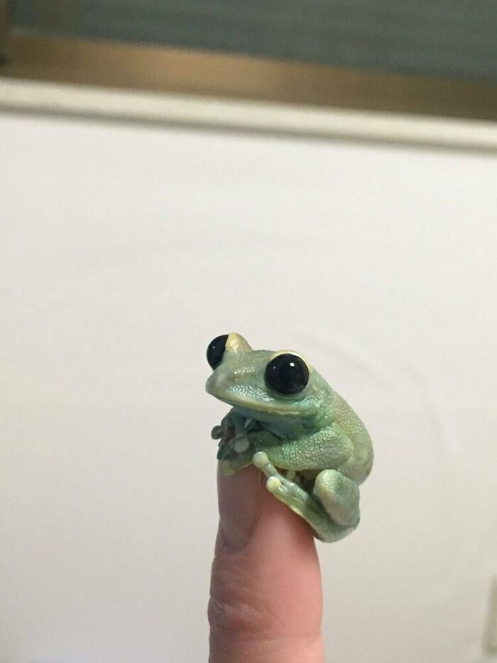 This Very Tiny Frog