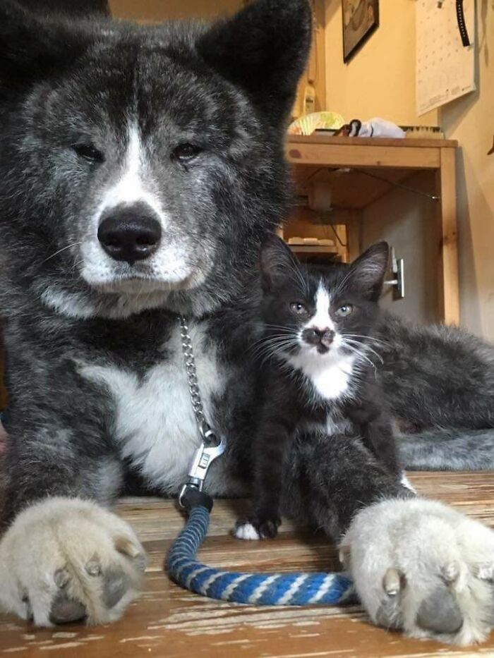 Big Brother And Meow