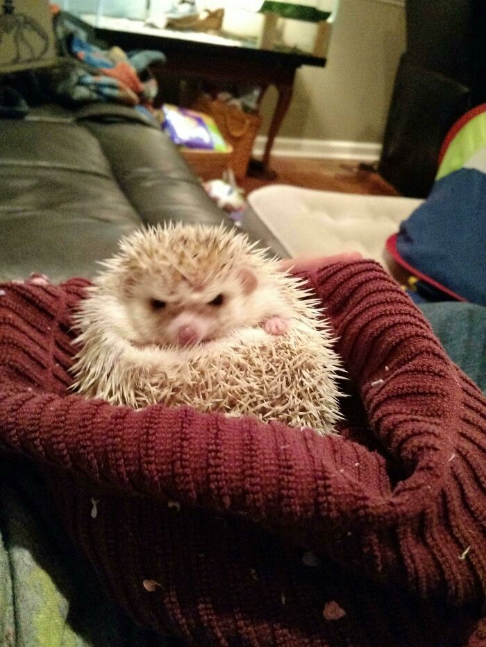 My Mom Just Bought A Grumpy Hedgehog