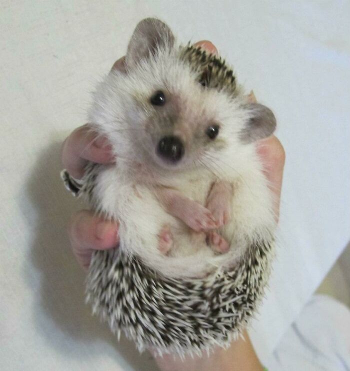 My Brother Is Still The Only One That Can Hold His Hedgehog