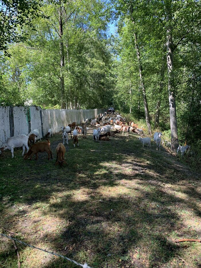 My Apartment Complex Rented Out 200 Goats To Eat Away At The Overgrown Path And Riverbed Behind Our Buildings!