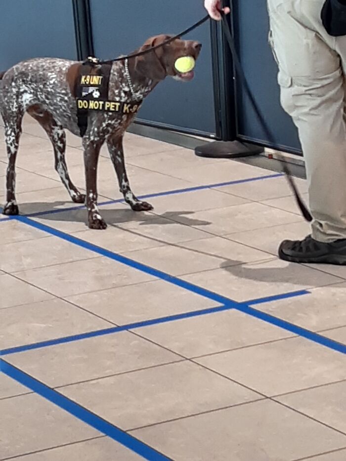 El perro de la Seguridad del Aeropuerto "confiscó" una pelota del bolso de alguien y no quiso devolvérsela