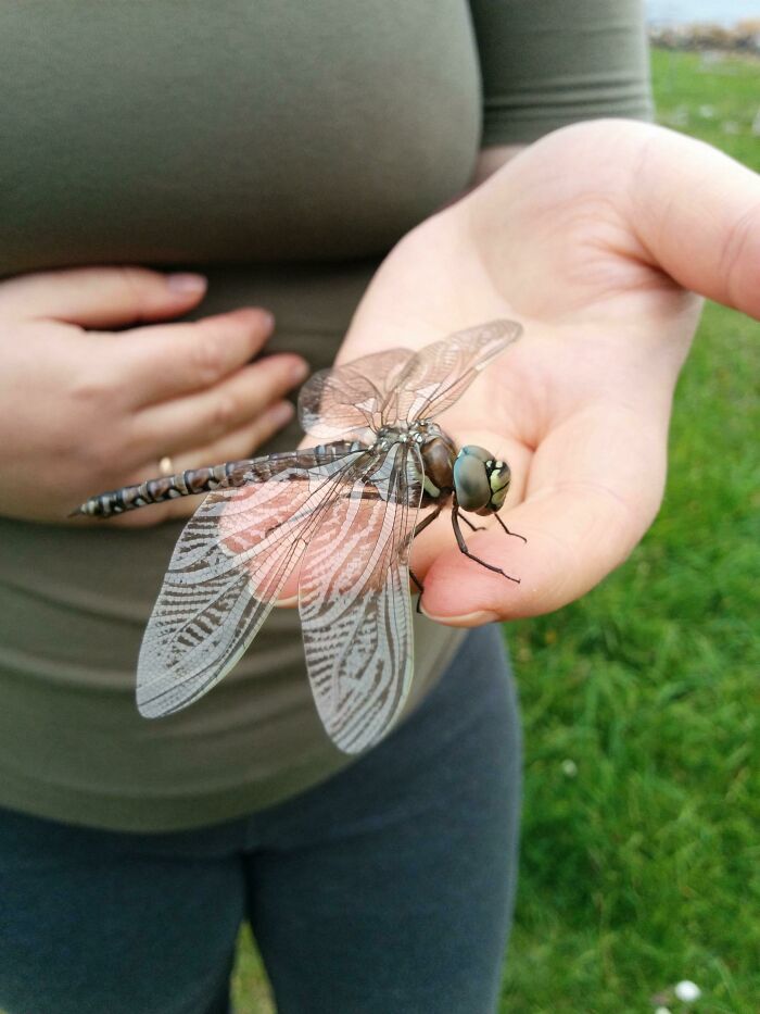 This Pretty Large Dragonfly We Found