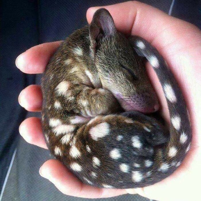 A Baby Tiger Quoll, A Marsupial Native To Eastern Australia