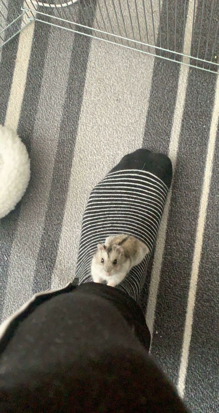 Hamster On Foot