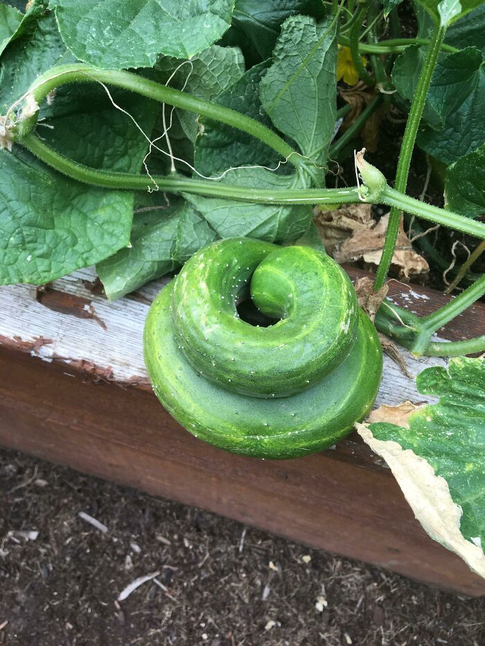 A Spiral Cucumber Grew In My Garden