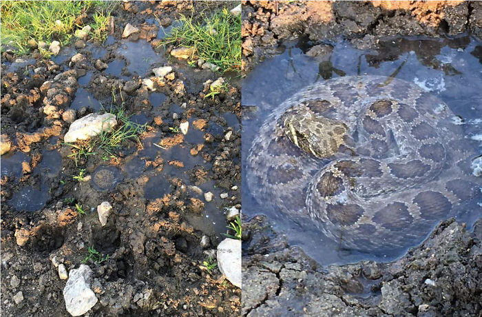 This Rattlesnake Was Found Bathing In The Puddle Created From A Cow Hoofprint