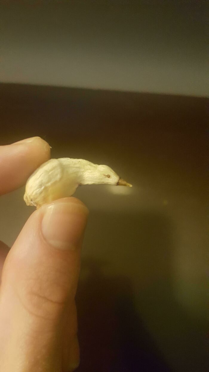 Shrivelled Garlic That Kind Of Looks Like Bird With No Legs