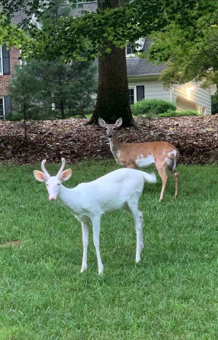 The Ghost Deer That Patrols Our Neck Of The Woods