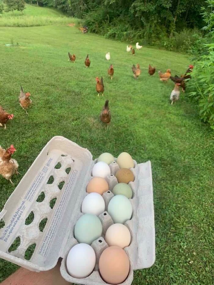The Variety Of Colors In The Eggs My Friend’s Chickens Laid
