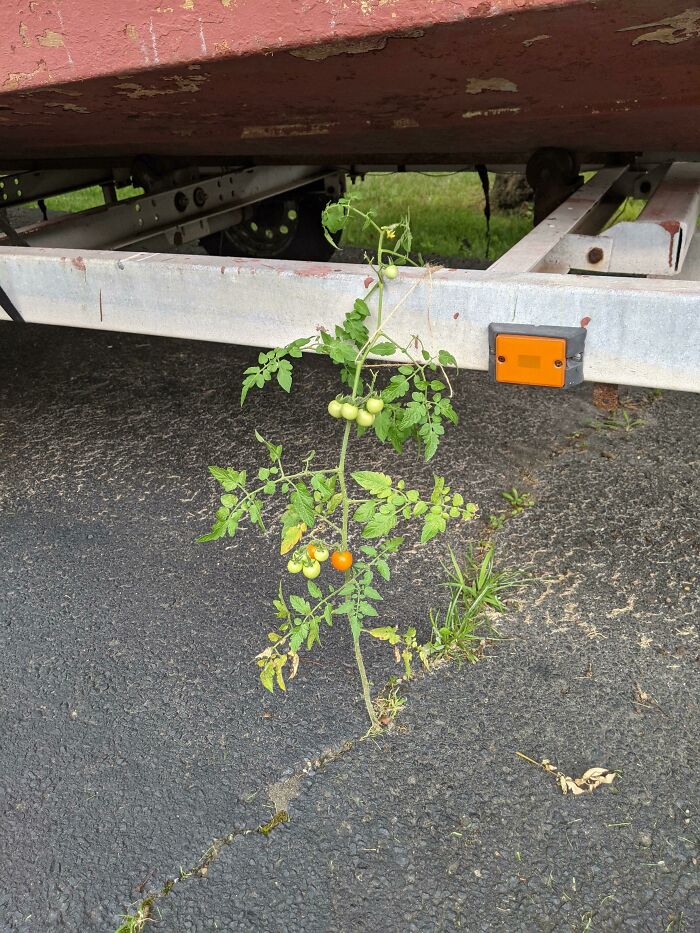 Pues me están creciendo tomates en la entrada
