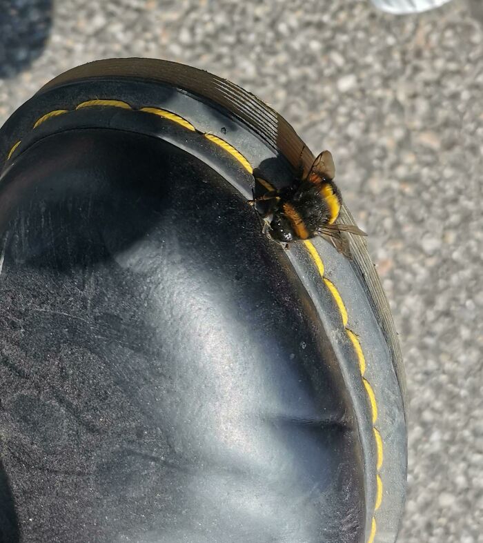 This Bumble Bee Lined Up Perfectly With The Stitches On My Shoe