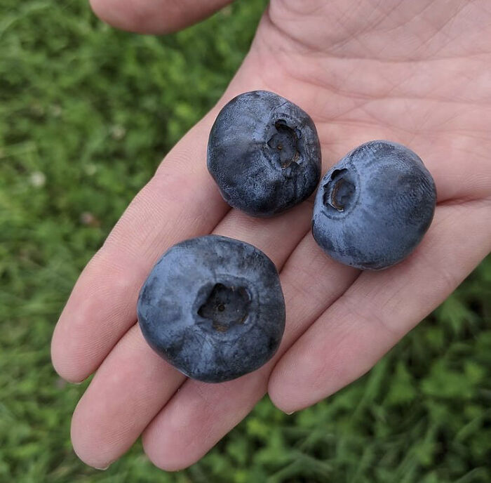 Excessive Rain Resulted In Huge Blueberries