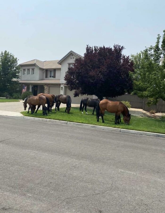 Wild Horses In My Neighbor’s Yard This Morning (Nv)
