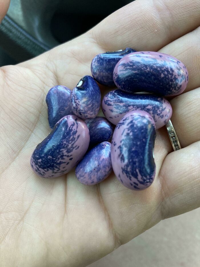 These Beans From My Garden
