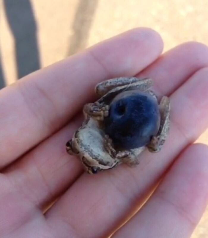 This Little Frog Really Loves His Blueberry
