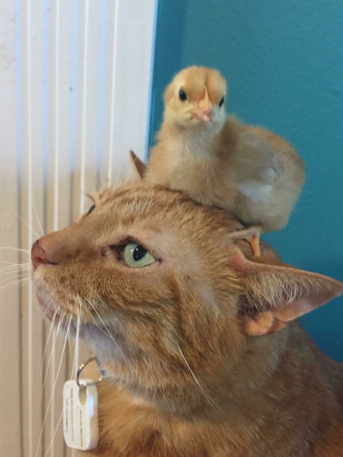 My Cats New Bff Is A Baby Chick That Matches His Fur