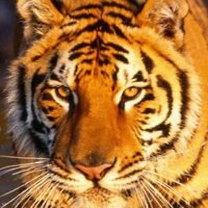 mark_baumgartner avatar