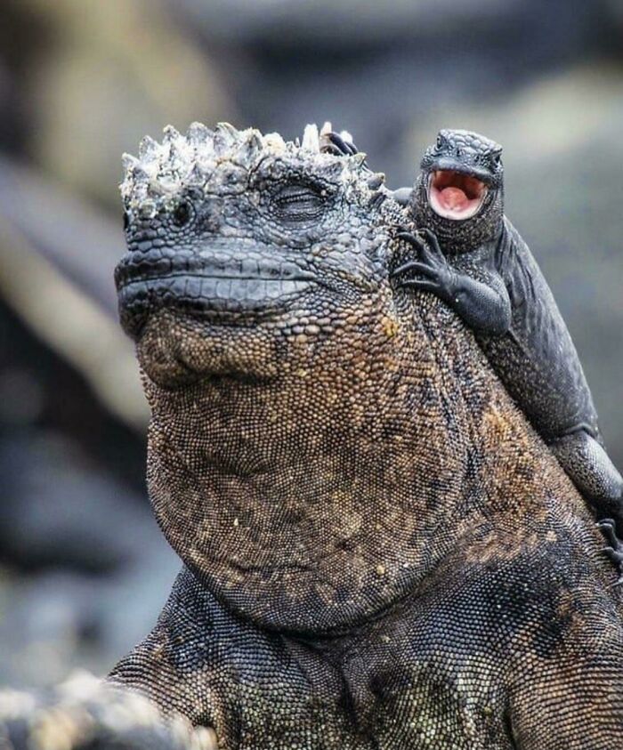 Baby Iguana Hanging Out With Its Mom