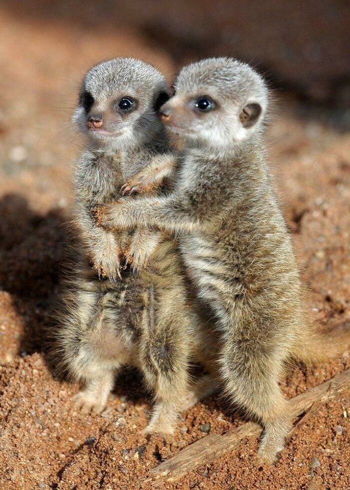I Had A Bad Day Today. Then I Looked Up Baby Meerkats And My Day Was A Little Less Bad