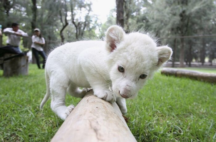 Newborn White Lion Cub