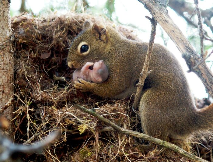 This Mother Squirrel Checking On The Newborn