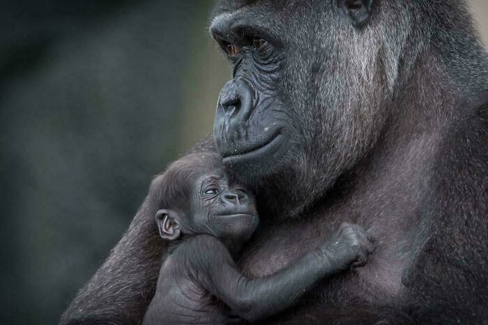Newborn Baby Gorilla And Mother, Sydney