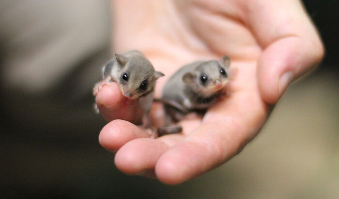 Two Tiny Newborn Feathertail Gliders