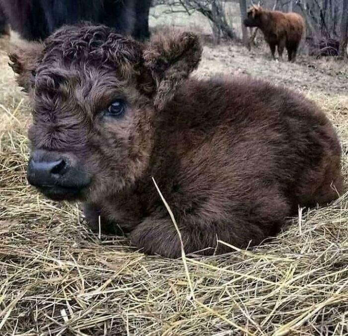 Newborn Baby Bison In The Carpathian Mountains