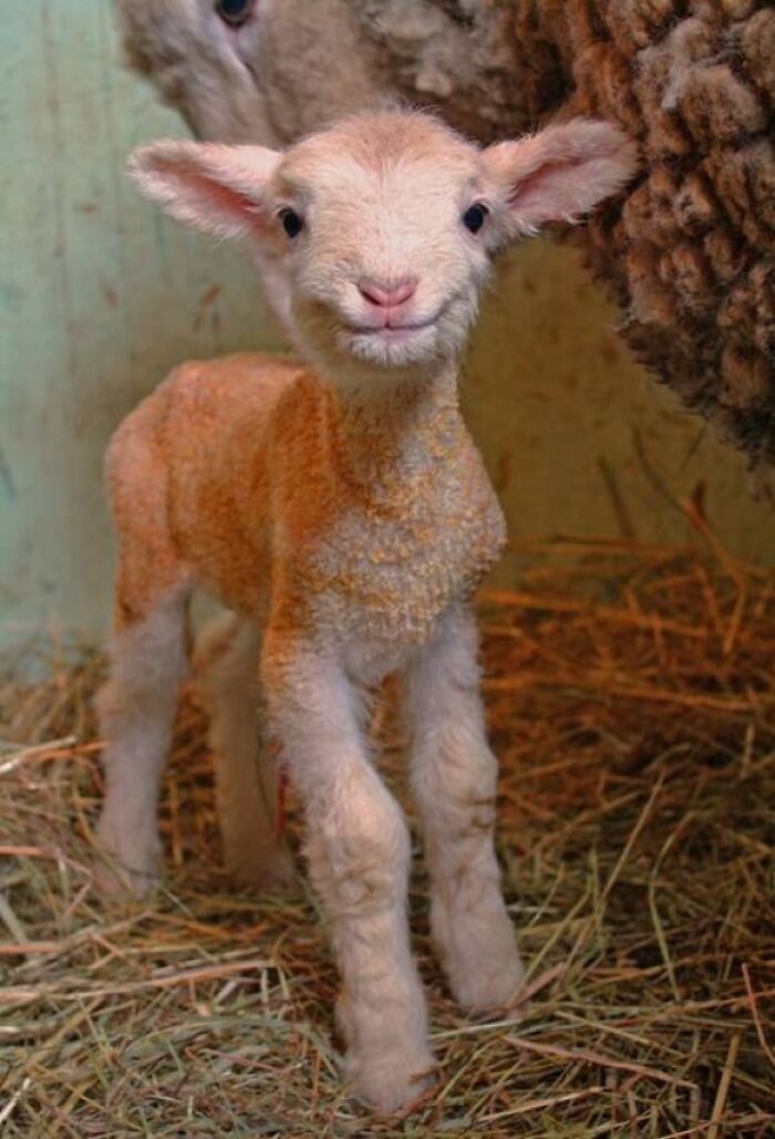Smiling Newborn Lamb