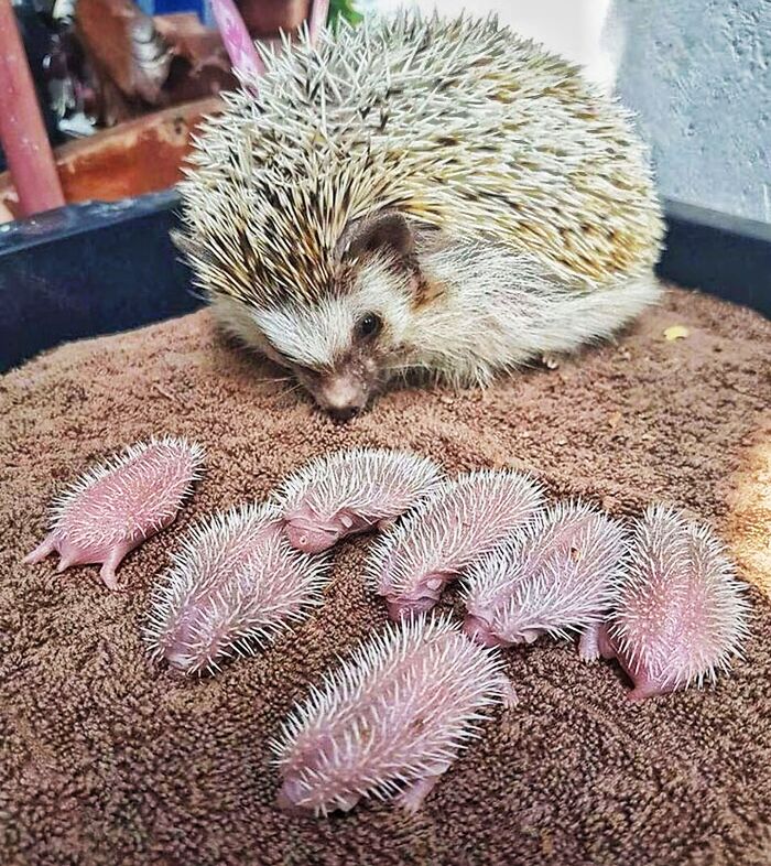 If You've Never Seen Baby Hedgehogs, I'm Just Going To Leave This Right Here For You