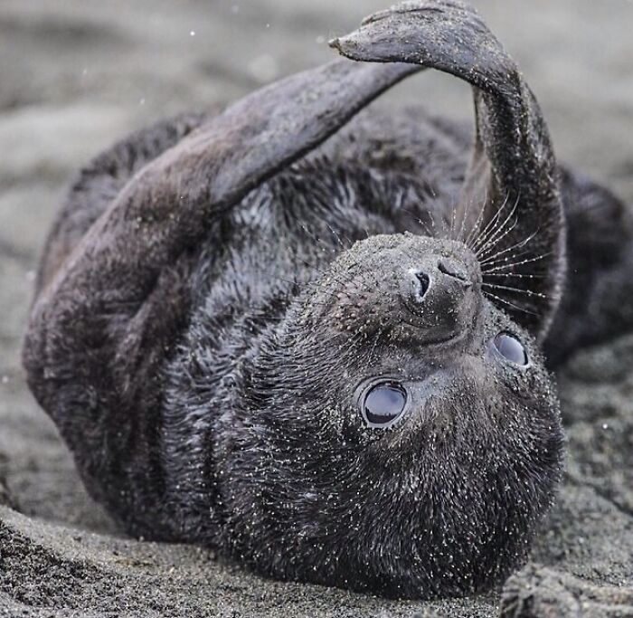 A Newborn Elephant Seal Pup Only Minutes Old