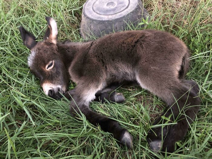 My Sleepy Newborn Mini Donkey