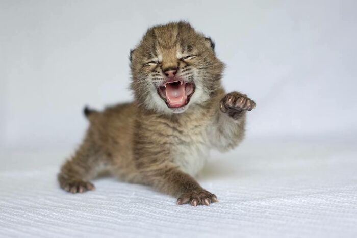 There's A Newborn Lynx At The Nashville Zoo