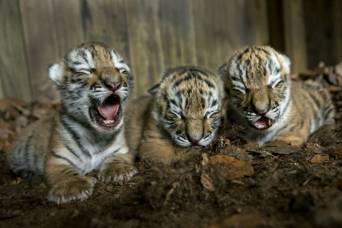 Three Newborn Siberian Tigers