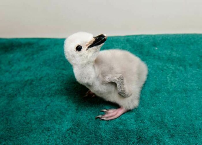 Newborn Penguin
