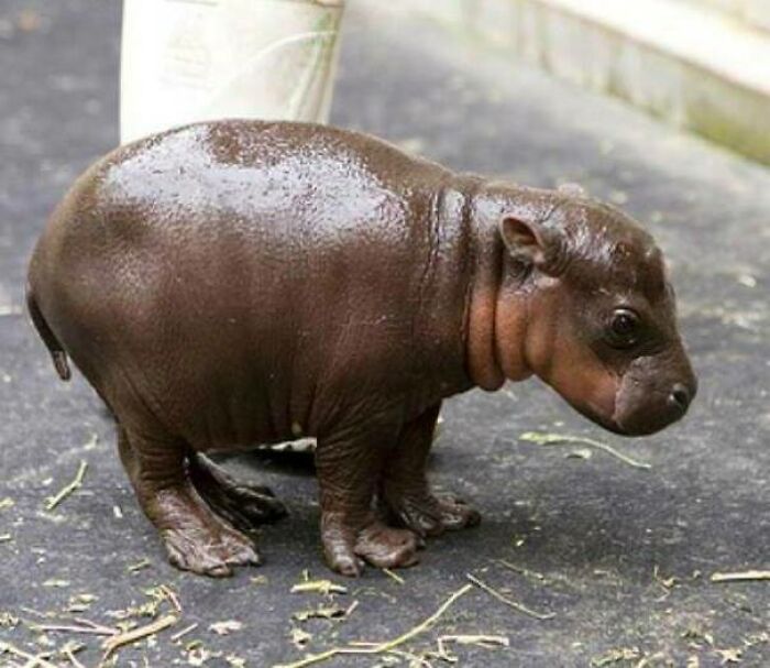 Just A Baby Hippo