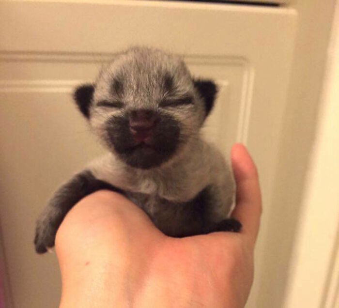 Newborn Panda Kitty