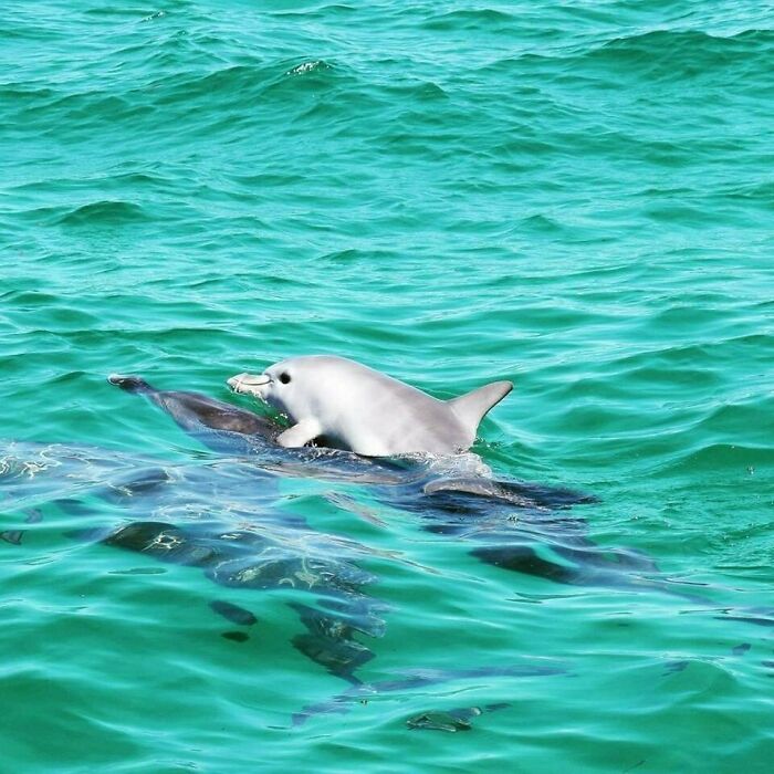 This Baby Dolphin Getting A Lift On His Mother's Back