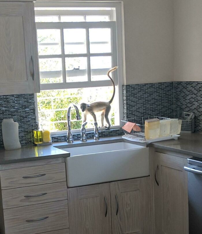 Got Home, And Found A Monkey In The Kitchen